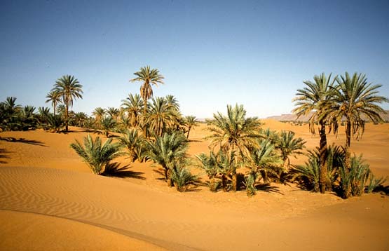 egypt-pur-reisen-oase